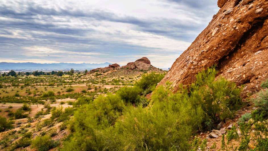 Phoenix desert