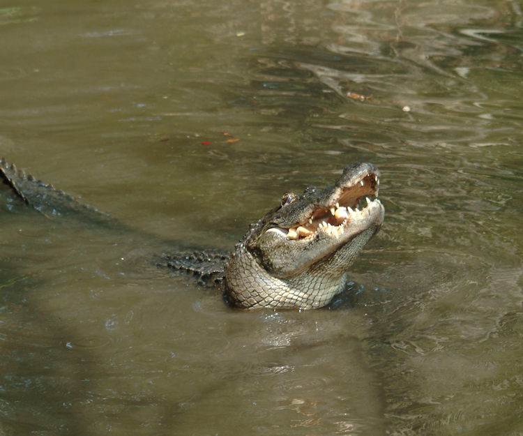 wildlife in Albany Georgia