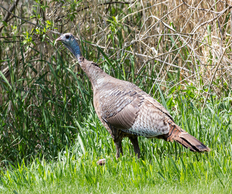 Appleton wild turkey