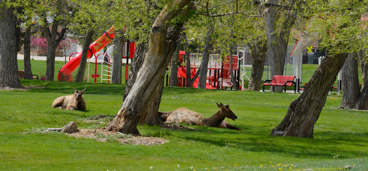 deer in an arvada aprk